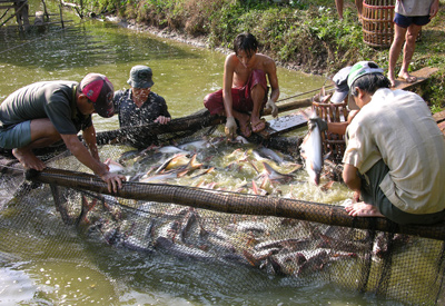 Thủy sản ‘bò’ qua Trung Quốc: Bài học cho các doanh nghiệp nội